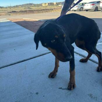 Doberman Pinscher Dogs Available for Adoption - Pedro | PetCurious