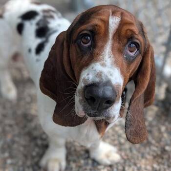 Doofy -  Mixed Breed and Basset Hound Dog for Adoption in West Olive, Michigan - Doofy | PetCurious