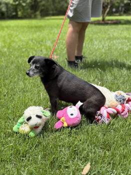 RAHEEM -  Chihuahua Dog for Adoption in Locust Fork, Alabama - RAHEEM | PetCurious