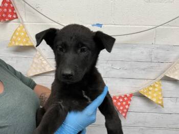 German Shepherd Dog Dogs Available for Adoption - JADE | PetCurious