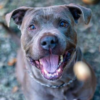Rescue Mixed Breed Dogs for Adoption in Decatur, Georgia - F-150 (I Have A Secret Crush!) | PetCurious