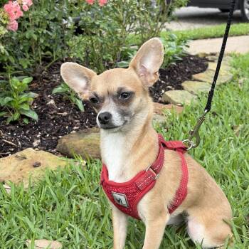 TREASURE -  Chihuahua and Chiweenie Dog for Adoption - TREASURE | PetCurious