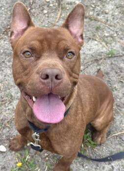 Rescue Mixed Breed Dogs for Adoption in West Chester, Pennsylvania - JuJu | PetCurious