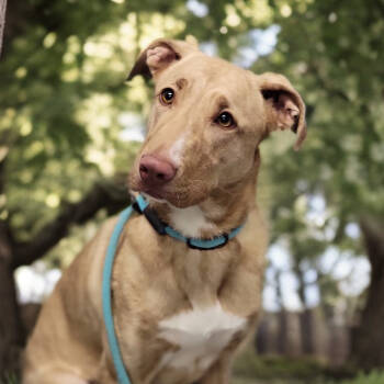 Rescue Mixed Breed Dogs for Adoption in Sarasota, Florida - Reeses | PetCurious