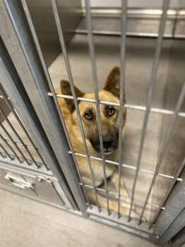 German Shepherd Dog and Mixed Breed Dogs Available for Adoption - MAGGIE | PetCurious