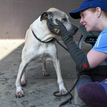 Mixed Breed Dogs Available for Adoption in Chamblee, Georgia - Paulo | PetCurious