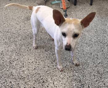 Chihuahua Dogs Available for Adoption in San Antonio, Texas - Shelly | PetCurious
