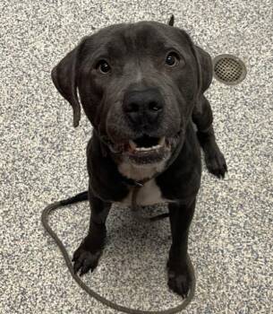 Pit Bull Terrier Dogs Available for Adoption in Golden, Colorado - Drako | PetCurious