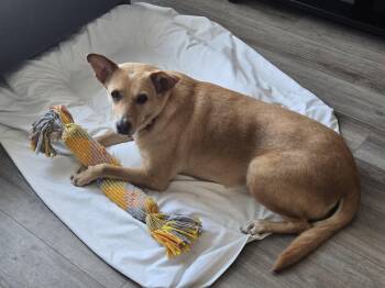 Mixed Breed Dogs Available for Adoption in Didsbury, Alberta - Nika | PetCurious