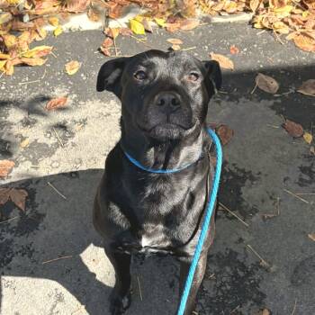 Rescue Mixed Breed Dogs for Adoption in Concord, North Carolina - Wybie | PetCurious