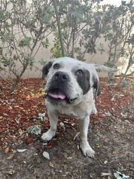 American Bulldog and Mixed Breed Dogs Available for Adoption in Doral, Florida - DEXTER | PetCurious