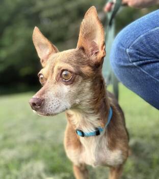 Papi -  Chihuahua Dog for Adoption in Trinity, North Carolina - Papi | PetCurious