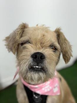 Salvador Dog-One of our Amazing Rescue Dogs -  Border Terrier and Brussels Griffon Dog for Adoption in Carlsbad, California - Salvador Dog-One Of Our Amazing Rescue Dogs | PetCurious