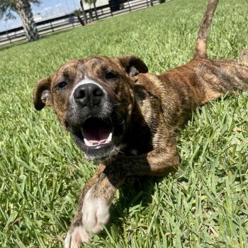 Rescue American Staffordshire Terrier Dogs for Adoption in Corpus Christi, Texas - M'Baku | PetCurious