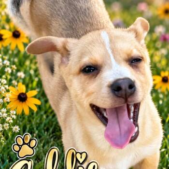 Goldie -  Labrador Retriever Dog for Adoption in Grand Junction, Colorado - Goldie | PetCurious