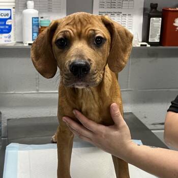 Jeremey -  Mixed Breed Dog for Adoption in Summerville, South Carolina - Jeremey | PetCurious