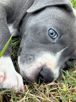 Pickles -  Mixed Breed Dog for Adoption in Rollingwood, Texas - Pickles | PetCurious