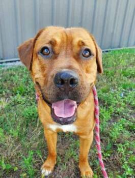 Charlie -  Labrador Retriever Dog for Adoption in Williamsport, Pennsylvania - Charlie | PetCurious