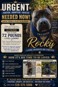 American Staffordshire Terrier Dogs Available for Adoption in San Francisco, California - Rocky | PetCurious