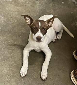 Rescue Hound Dogs for Adoption in Brewton, Alabama - Lina | PetCurious