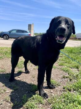 Danny -  Black Labrador Retriever Dog for Adoption in Washington Court House, Ohio - Danny | PetCurious