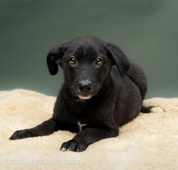 Rescue Labrador Retriever Dogs for Adoption in Houston, Texas - Billie | PetCurious