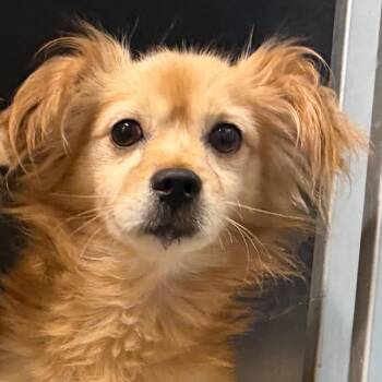 Chalupa -  Chihuahua Dog for Adoption in Greensboro, North Carolina - Chalupa | PetCurious