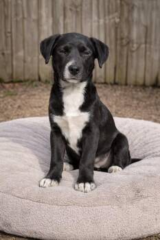 Retriever and Shepherd Dogs Available for Adoption - Robbie - R Litter | PetCurious