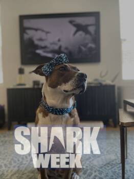 Rescue Labrador Retriever and Blue Lacy Dogs for Adoption in Littleton, Colorado - Opal | PetCurious