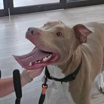 Ryder -  Terrier and Pit Bull Terrier Dog for Adoption in Elyria, Ohio - Ryder | PetCurious