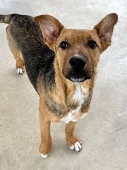 Rescue German Shepherd Dog Dogs for Adoption in Canyon Lake, Texas - Daisy | PetCurious