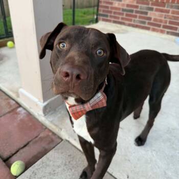Sully (Sullivan) -  Chocolate Labrador Retriever Dog for Adoption in Martinez, California - Sully (Sullivan) | PetCurious