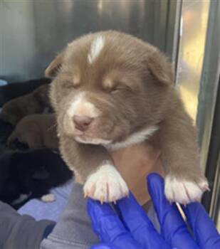 Mixed Breed Dogs Available for Adoption - PUP 6 | PetCurious