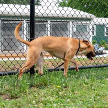 Mandy -  Mixed Breed Dog for Adoption in Chamblee, Georgia - Mandy | PetCurious