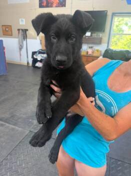 Porky -  German Shepherd Dog Dog for Adoption in Grantville, Pennsylvania - Porky | PetCurious