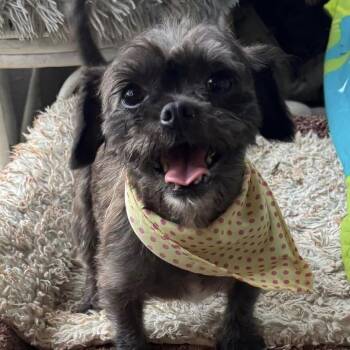 Pebbles -  Terrier Dog for Adoption in San Diego, California - Pebbles | PetCurious