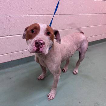 Mixed Breed Dogs Available for Adoption in Memphis, Tennessee - Carl | PetCurious