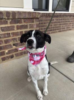 Mixed Breed Dogs Available for Adoption in Dickson, Tennessee - Arya | PetCurious