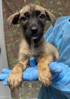 Junebug -  Shepherd and Terrier Dog for Adoption in San Antonio, Texas - Junebug | PetCurious