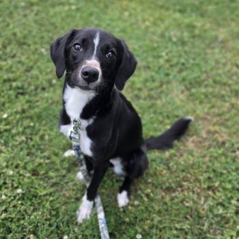 Pudding -  Border Collie Dog for Adoption in Lowell, Arkansas - Pudding | PetCurious