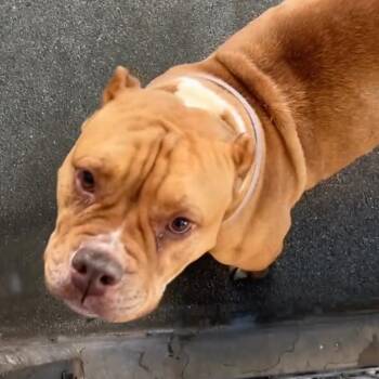 Sugar A5778601 -  English Bulldog Dog for Adoption in Los Angeles, California - Sugar A5778601 | PetCurious