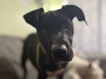 Rescue Mixed Breed Dogs for Adoption in El Paso, Texas - Stella Rose | PetCurious