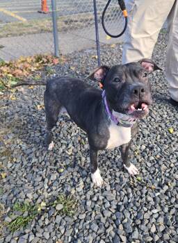 Rescue Pit Bull Terrier Dogs for Adoption in Trenton, New Jersey - Lora | PetCurious
