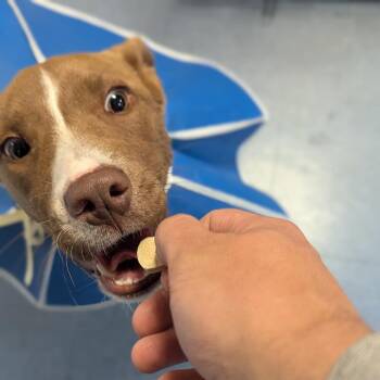 Mixed Breed Dogs Available for Adoption - Cinnamon | PetCurious