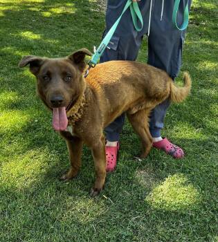 Rowan -  Chocolate Labrador Retriever Dog for Adoption in Austintown, Ohio - Rowan | PetCurious