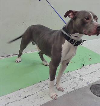 American Staffordshire Terrier and Mixed Breed Dogs Available for Adoption - AMMO | PetCurious