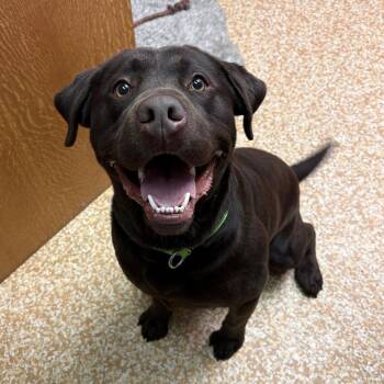 Chocolate Labrador Retriever Dogs Available for Adoption in Chehalis, Washington - Venom | PetCurious