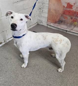 OLIVER BRIGHT -  Bull Terrier and Mixed Breed Dog for Adoption in San Bernardino, California - OLIVER BRIGHT | PetCurious