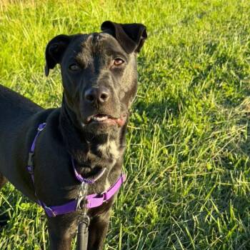 GiGi -  Pit Bull Terrier and Mixed Breed Dog for Adoption in Chicago, Illinois - GiGi | PetCurious
