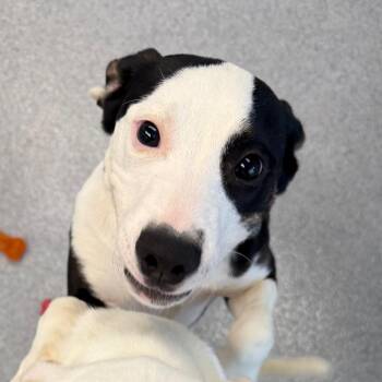 Ross -  Pit Bull Terrier and Mixed Breed Dog for Adoption in Martinsville, Virginia - Ross | PetCurious